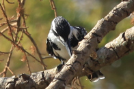 Pied Kingfisher